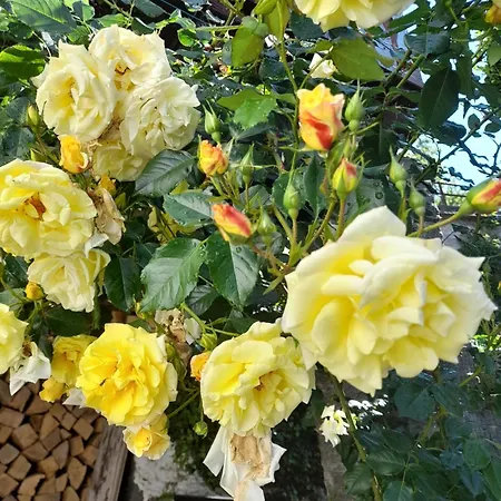 Casa Delle Rose Craveggia