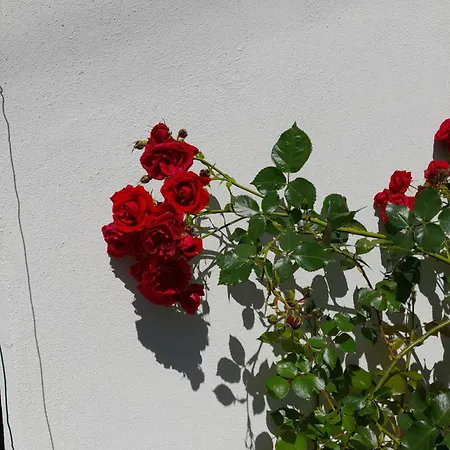 Casa Delle Rose