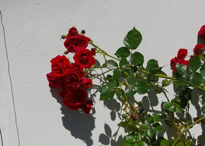 Casa Delle Rose